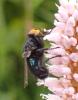 Cynomya mortuorum